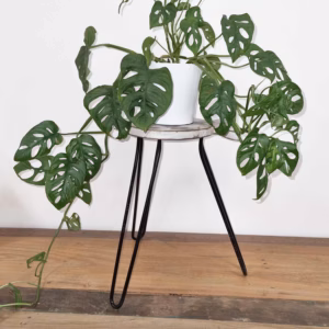Albasia Houten Plantenstandaard - Vis - Witgewassen