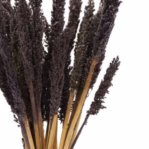 Bouquet d'Herbes Séchées - Cantal - Noir