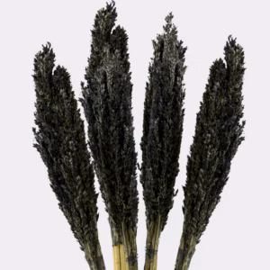Bouquet d'Herbes Séchées - Cantal - Noir