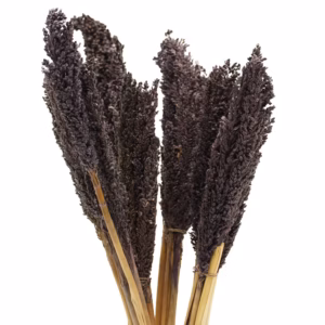 Bouquet d'Herbes Séchées - Cantal - Noir