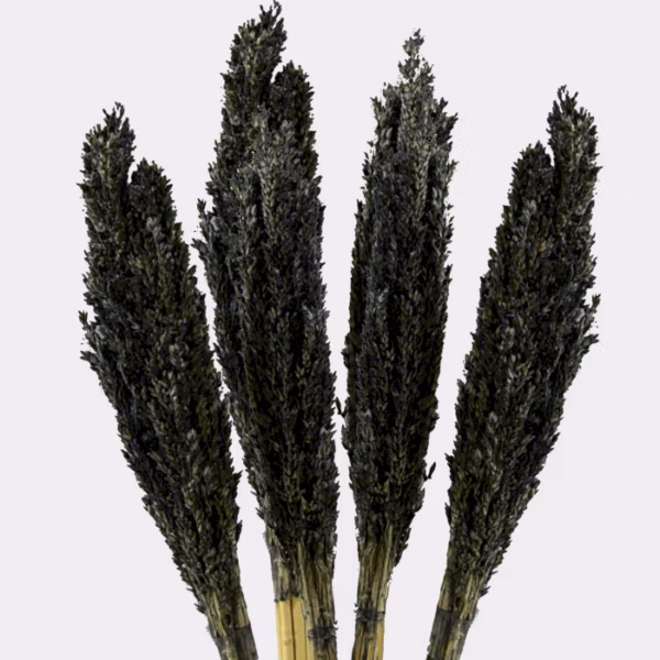 Bouquet d'Herbes Séchées - Cantal - Noir