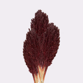 Bouquet d'Herbes Séchées - Cantal - Chocolat