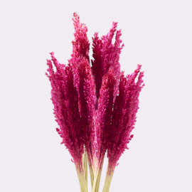 Manojo de Hierba de Cantal - Rosa