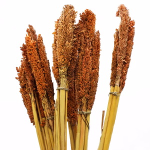 Klas av Sorghum-gräs - Rost