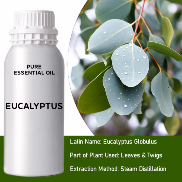 Eucalyptus Huile Essentielle Pure 500ml