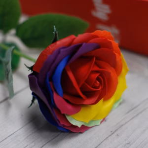 Enkele Roos - Regenboog