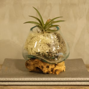 Vase en Verre Soufflé sur Racine - Petit