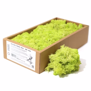 Quality Decoration Reindeer Moss - Mint Green - 635g Box