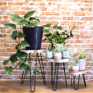 Set van 3 Gamell Houten Plantenstandaards - Witgewassen