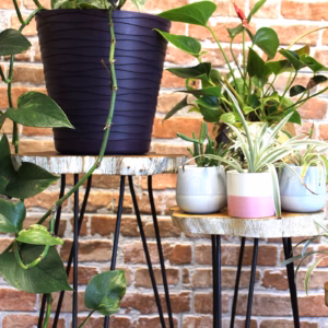 Set van 3 Gamell Houten Plantenstandaards - Witgewassen