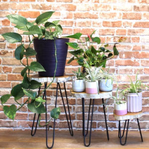 Set van 3 Gamell Houten Plantenstandaards - Witgewassen
