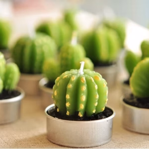 Set of 6 Agave Cactus Tealights in Gift Box