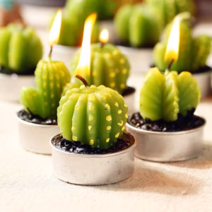 Set of 6 Agave Cactus Tealights in Gift Box