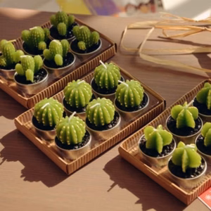 Lot de 6 Bougies Cactus sans Épines