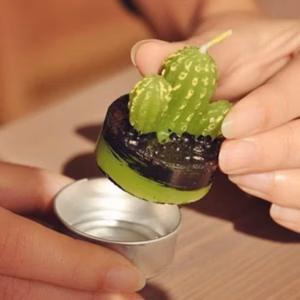 Lot de 6 Bougies Cactus sans Épines