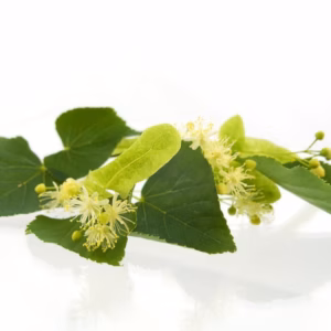 Tea Tree - Vert - He Savonnette 100g Env.